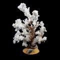 Natural branch of sea white coral isolated over black background Royalty Free Stock Photo