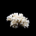 Natural branch of sea white coral isolated black background Royalty Free Stock Photo