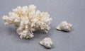 Natural branch of sea white coral and seashell gray background