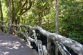 Natural bridge railing of vines and roots and trunks of tropical trees