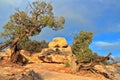 Natural Bridges National Monument with Juniper Trees in Evening Light, Southwest Desert Landscape, Utah Royalty Free Stock Photo