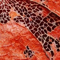 Natural bright texture of dried fall leaf, autumn pattern, abstract background Royalty Free Stock Photo