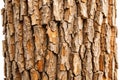 Natural brown bark texture Royalty Free Stock Photo