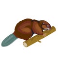 Natural Brown Beaver Nibbles A Stick, Isolated Object On A White Background, Vector Illustration