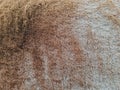 Natural brown fur background, design template, copy space Royalty Free Stock Photo