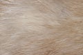 Natural brown fur hair macro Royalty Free Stock Photo