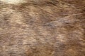 Natural brown fur texture Royalty Free Stock Photo