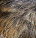 Natural brown fur texture close-up Royalty Free Stock Photo