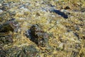 Colorful brown rocks, Elba mountain, water, natural abstract background Royalty Free Stock Photo