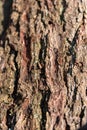 Natural brown textured confier tree bark in a rural outdoor environment Royalty Free Stock Photo