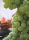 Natural big bunch of grapes. Close-up shot. Royalty Free Stock Photo