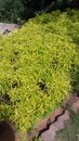  Natural bush add beauty .greenish .thin leaves . adjust to cold climate