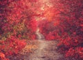 Natural bushes of Skumpia Cotinus plant. Autumn ground road in red color tunnel of decorative plants.