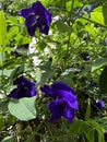 Natural butterfly pea flowers in sri lanka