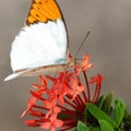 Natural Butterfly in Thailand