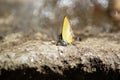 natural butterfly in the waterfall