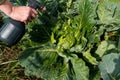 Natural cabbage treatment, spraying a natural mixture on the foliage to repel caterpillars and worms, pieris brassicae. Spray of