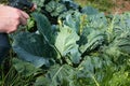 Natural cabbage treatment, spraying a natural mixture on the foliage to repel caterpillars and worms, pieris brassicae. Spray of