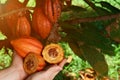 Natural cacao farm Royalty Free Stock Photo