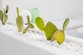 Natural cacti growing in white home interior  sofa with pillow on background. Royalty Free Stock Photo