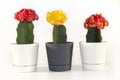 Natural cactus Gymno cacti yellow and red color flowers Gymnocalycium mihanovichii, Chin Cactus in white and grey flowerpots Royalty Free Stock Photo