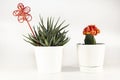 Natural green succulent cactus Haworthia attenuata with red decorative ornament in white flowerpot isolated on white background