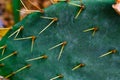 Natural cactus texture.Cactus needles. Macro.Arizona