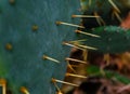 Natural cactus texture.Cactus needles. Macro.Mexico