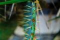 Natural cactus texture.Cactus needles. Macro. South America