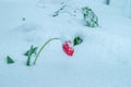 A natural calamity of snow during the bloom of the trees and the flowers