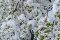 A natural calamity of snow during the bloom of the trees and the harvest