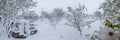 A natural calamity of snow during the bloom of the trees and the harvest