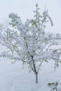 A natural calamity of snow during the bloom of the trees and the harvest