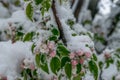 A natural calamity of snow during the bloom of the trees and the harvest