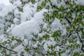 A natural calamity of snow during the bloom of the trees and th