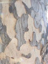 Natural Camouflage Background of Tree Bark
