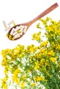 Natural capsules from St. John`s wort