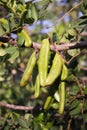 Natural carob beans - alternative healthly sweets and cacao