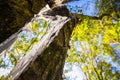 Natural catastrophy - thorn broken fallen tree trunk in beautiful forest in blue sky after storm Royalty Free Stock Photo