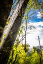 Natural catastrophy - thorn broken fallen tree trunk in beautiful forest in blue sky after storm Royalty Free Stock Photo