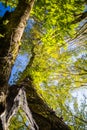 Natural catastrophy - thorn broken fallen tree trunk in beautiful forest in blue sky after storm Royalty Free Stock Photo