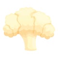 Natural cauliflower icon cartoon vector. Cabbage food