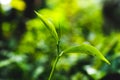 Natural Ceylon Tea Leaf Background. Sri lanka Tea Royalty Free Stock Photo