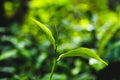 Natural Ceylon Tea Leaf Background. Sri lanka Tea Royalty Free Stock Photo