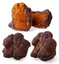 Natural Chaga mushroom pieces isolated on white background.