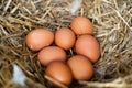 Natural chicken eggs in a spotty straw nest