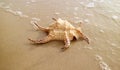 Natural Chiragra Spider Conch Shell  on Sandy Beach with Bubble of Sea Waves Royalty Free Stock Photo