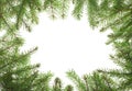 Natural Christmas frame made of fresh green fir branches on white. Copy space. Top view. Mock up Royalty Free Stock Photo