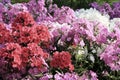 Natural city park flowers flowerbed.