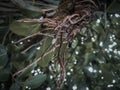 Natural click of baniyan tree roots